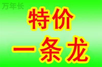 漳州福建省漳州市华安县墓地陵园哪个好？
